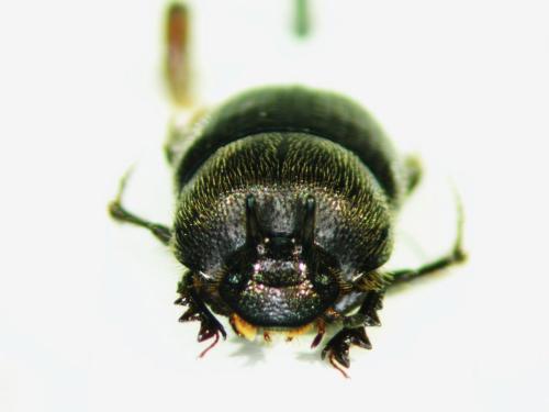 Onthophagus furcatus
