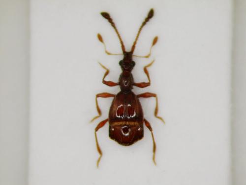 Pselaphus heisei