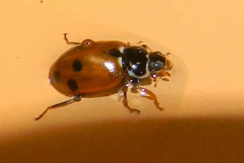Hippodamia variegata