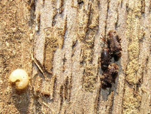 Ptinus palliatus