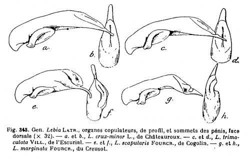 Réf. 80 080 : Lebia divers