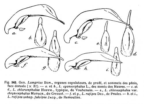 Réf. 80 074 : Lebia divers