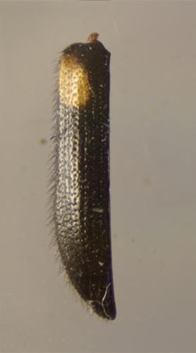 Réf. 80 062 : Mycetochara sp.