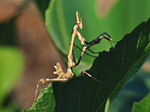 Réf. 80 022 : Empusa pennata