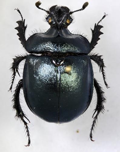 Enoplotrupes largeteaui