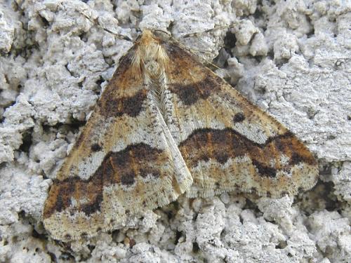 Erannis defoliaria