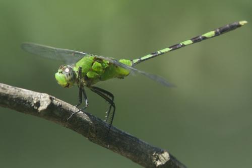 Réf. 80 376 : Erythemis vesiculosa