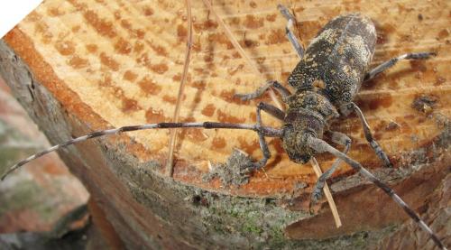 Réf. 80 721 : Monochamus galloprovincialis