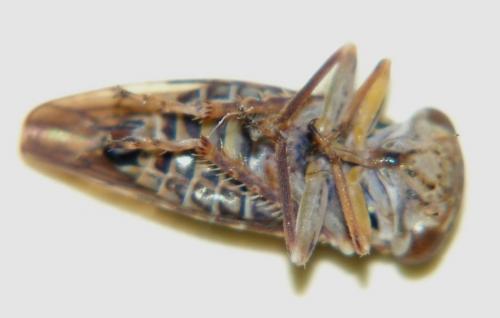 Réf. 80 351 : Idiocerus herrichii