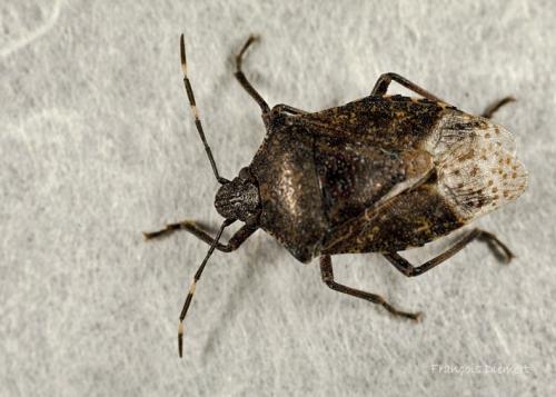 Réf. 80 951 : Rhaphigaster nebulosa