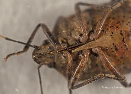 Rhaphigaster nebulosa