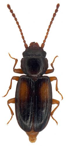 Laemophloeus kraussi