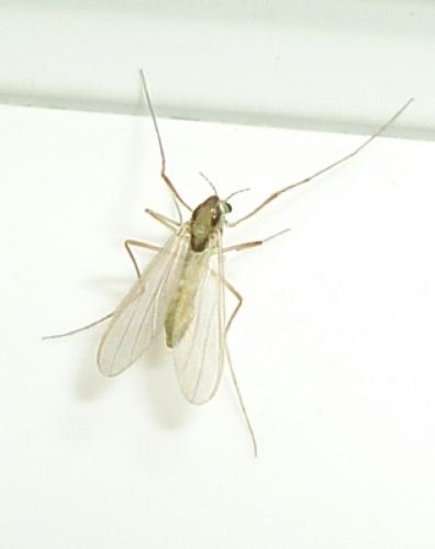 Réf. 80 808 : Tanytarsini inconnu