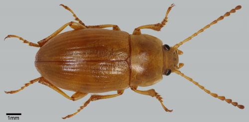 Réf. 80 671 : Xanthomus pallidus