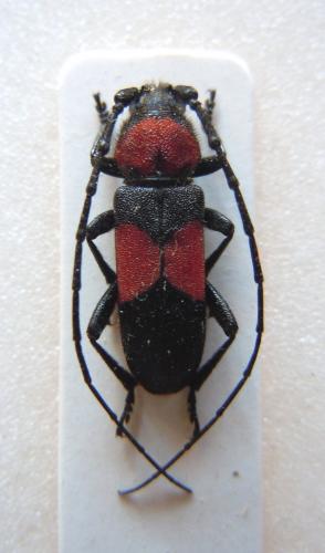 Purpuricenus wachanrui