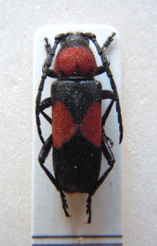 Purpuricenus wachanrui