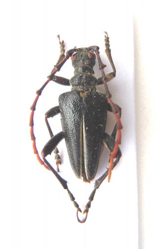 Réf. 80 726 : Akimerus berchmansi