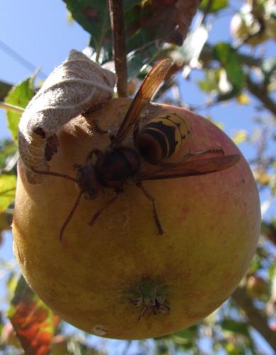 Réf. 80 426 : Vespa crabro