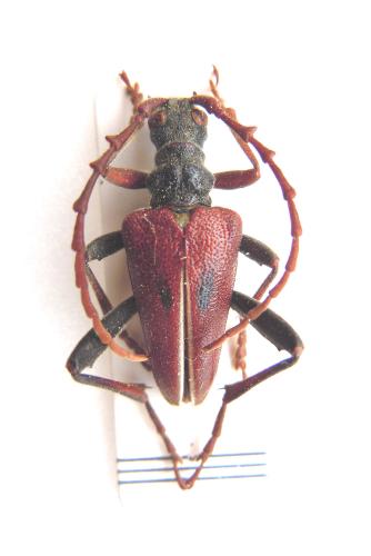 Akimerus berchmansi