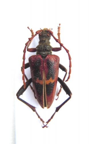 Réf. 80 728 : Akimerus berchmansi