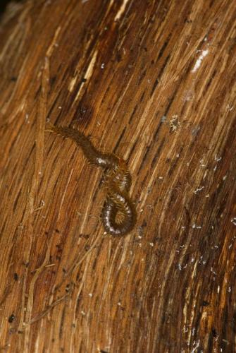 Geophilus carpophagus