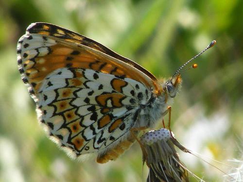Réf. 80 756 : Melitaea cinxia