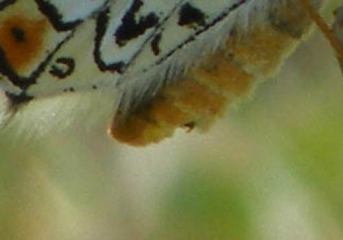 Melitaea cinxia