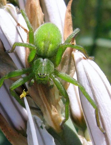 Micrommata ligurina