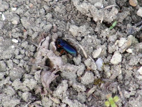 Harpalus sp.