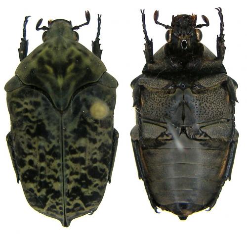 Réf. 80 272 : Gymnetis sp.