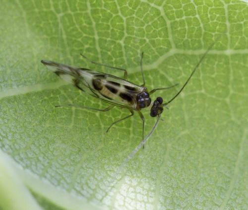 Graphopsocus cruciatus