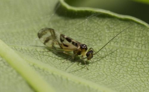 Graphopsocus cruciatus