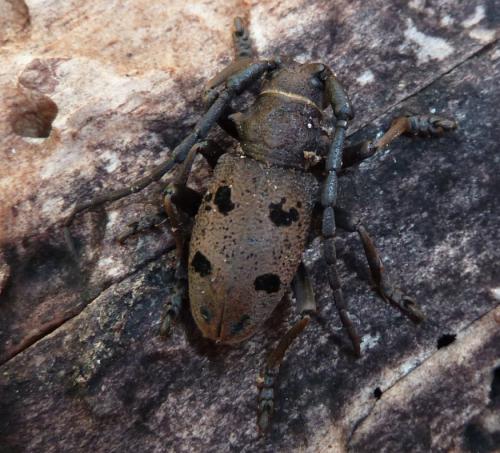 Réf. 80 108 : Herophila tristis