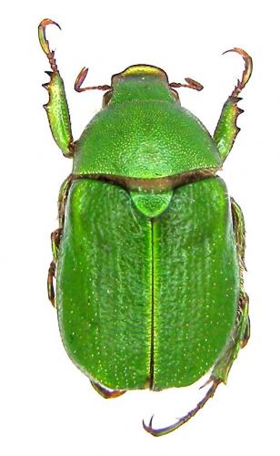 Hylamorpha elegans