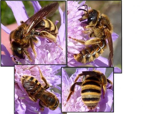 Halictus scabiosae