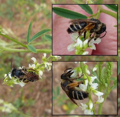 Andrena flavipes