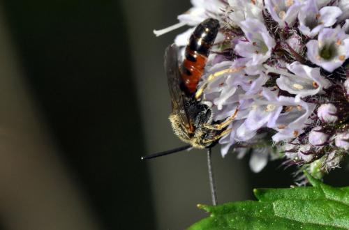 Lasioglossum sp.