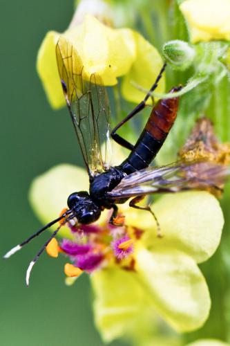 Réf. 80 932 : Tenthredo livida