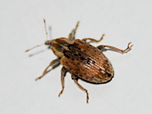 Réf. 80 158 : Hypera postica