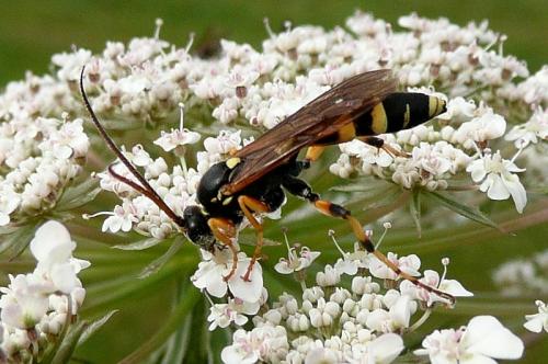 Réf. 80 016 : Ichneumon sarcitorius