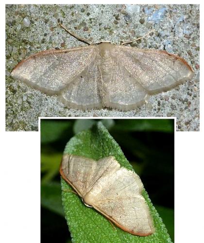 Idaea degeneraria
