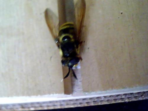 Réf. 80 980 : Callicera sp.