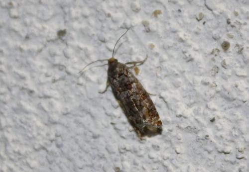 Gravitarmata margarotana