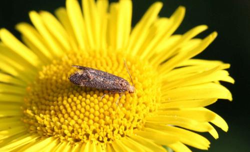 Apodia bifractella