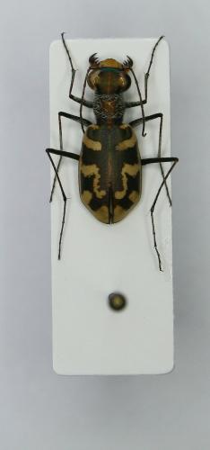 Réf. 80 983 : Cephalota circumdata leonschaeferi