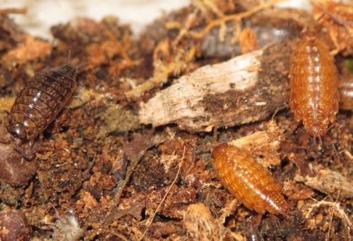 Philoscia affinis