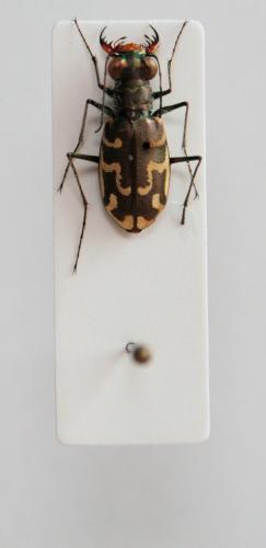 Réf. 80 981 : Cylindera trisignata