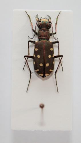 Réf. 80 982 : Calomera littoralis nemoralis