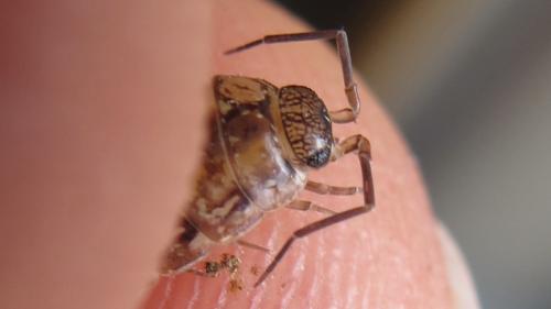 Philoscia affinis