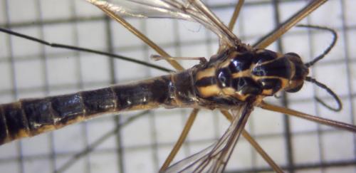 Réf. 80 063 : Nephrotoma appendiculata
